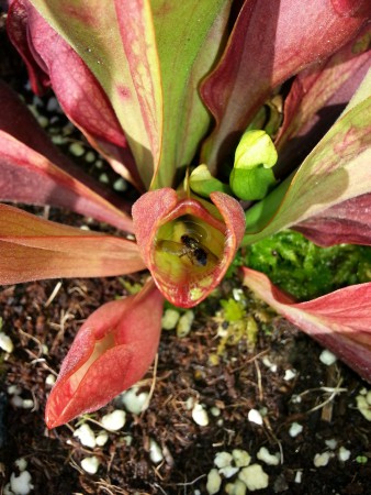 Sarracenia purpurea ssp venosa var. burkii